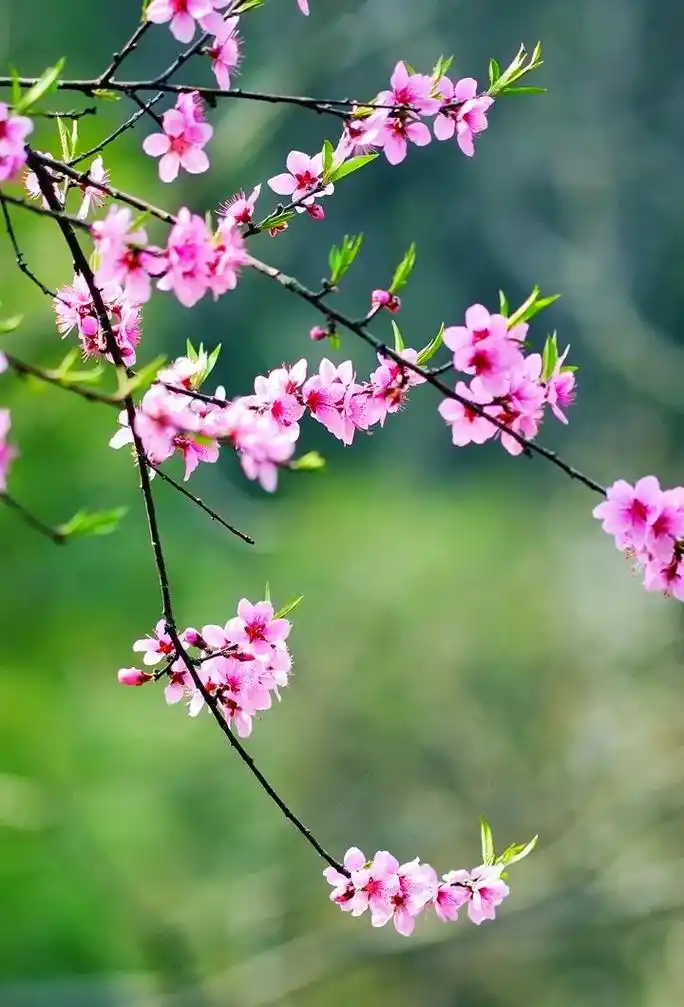 暖暖的春风迎面吹,桃花朵朵开,枝头鸟儿成双对,我在这儿等着你 - 抖音