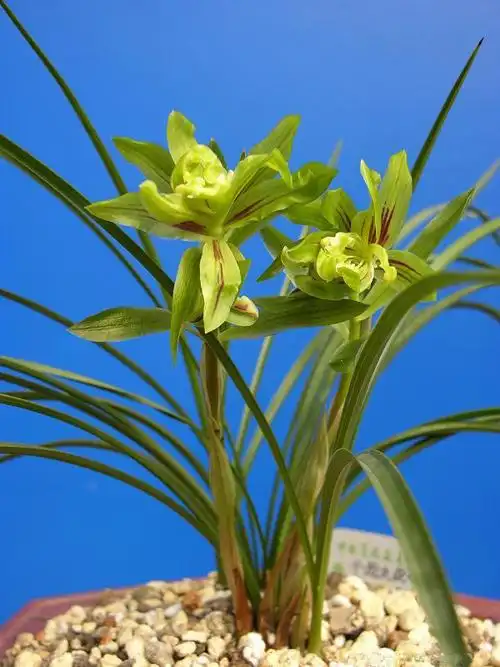 全世界最顶级的兰花汇总