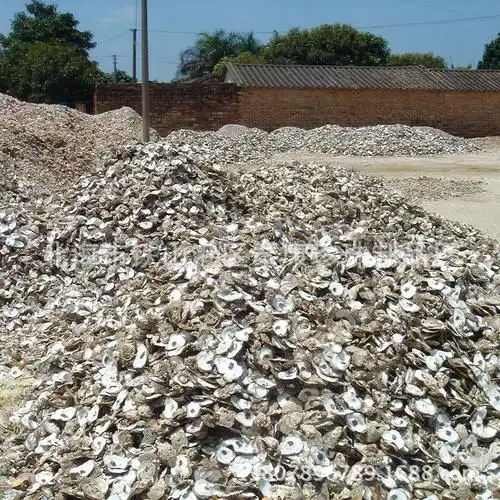北部湾牡蛎上壳 北海牡蛎壳 海蛎子壳 任君任选 oyster shell