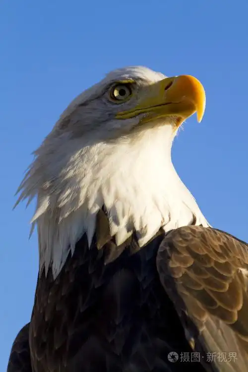 美国的秃头鹰在秋季的设置