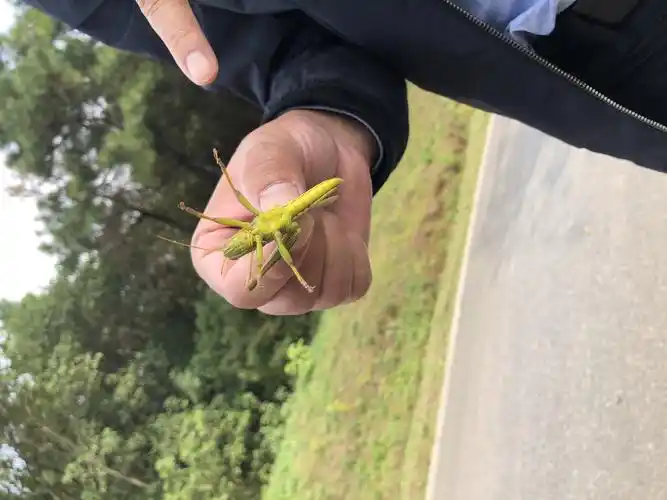 这只蚂蚱很厉害,一跳一米多呢!