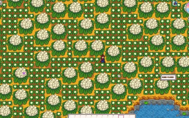 星露谷物语花椰菜亩产一千八