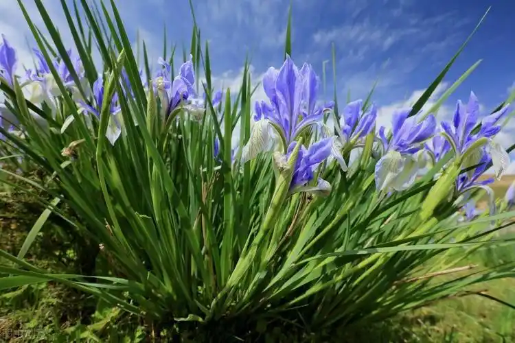若有幸在路边看到马蔺花请别犹豫尽快移植回家观赏价值高