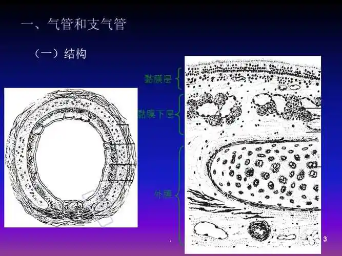 呼吸系统组织胚胎学ppt课件