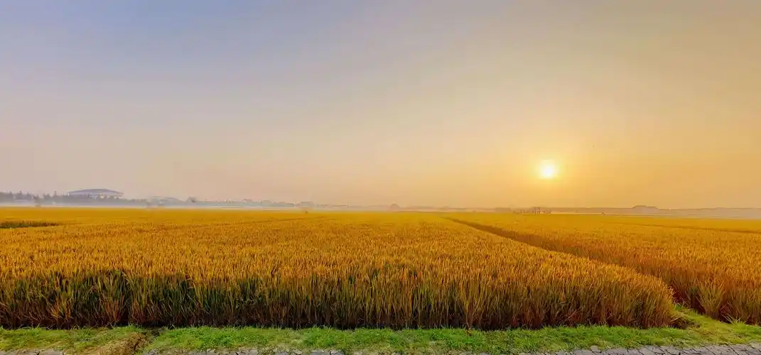 《金秋十月爽,水稻收割忙.优质上白米,香糯囗碑佳.》严焕文摄影.2019.