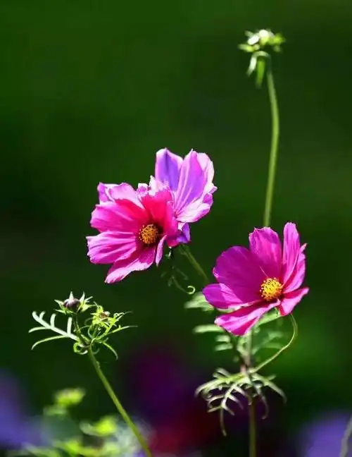 格桑花开,太漂亮了!