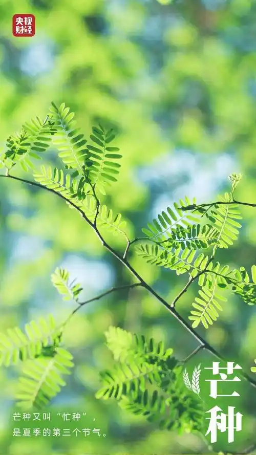 愿你"芒"有所获,"种"有所得!