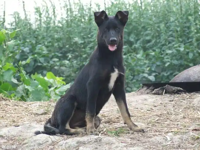 就相片体现出来的犬种特点这类民俗上称为 杂狼-性质上就是杂交犬!