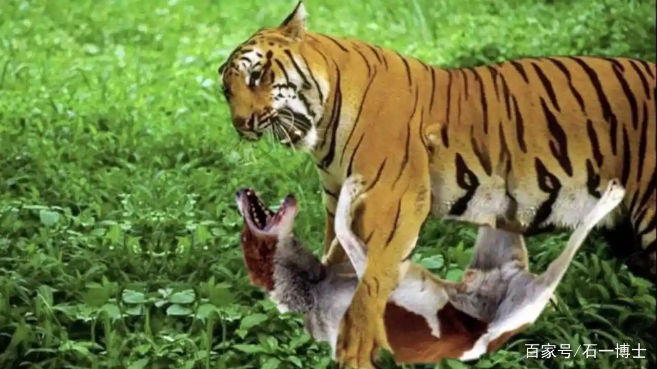 当2只东北虎碰上3只银背大猩猩,东北虎还能活着离开吗?