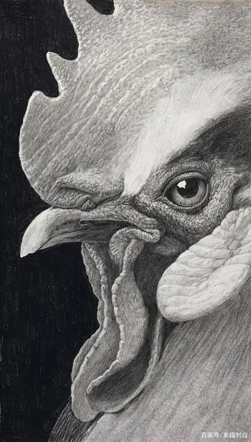 雄鸡一唱天下白,画只雄鸡祛除瘟疫(步骤图)