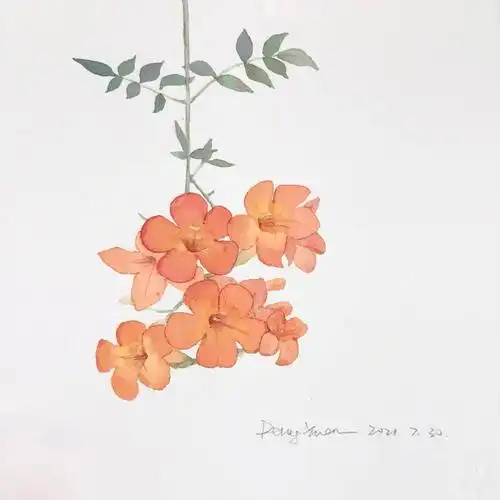 水彩花卉凌霄花附线稿详细步骤