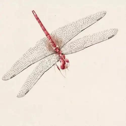 4步教你画工笔蜻蜓就是这么简单