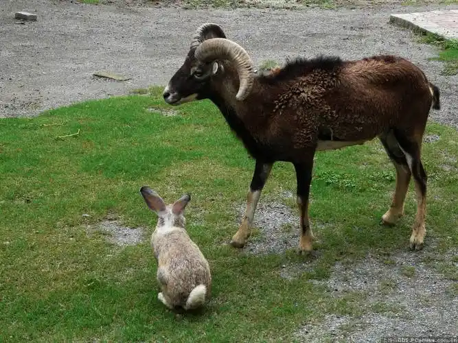 为什么属兔的适合和属猪的属羊的一起工作?