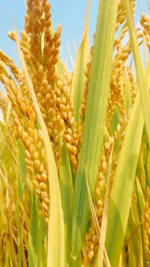 稻田,金黄的稻穗