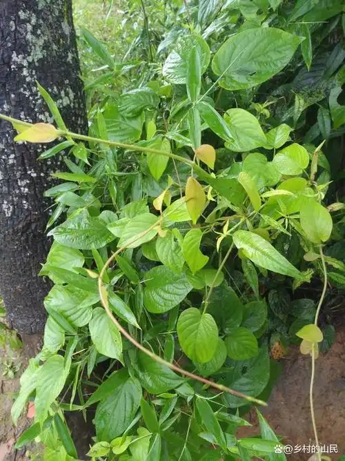 鸡屎藤,野生的农村常见藤蔓植物,可以做食品或药材