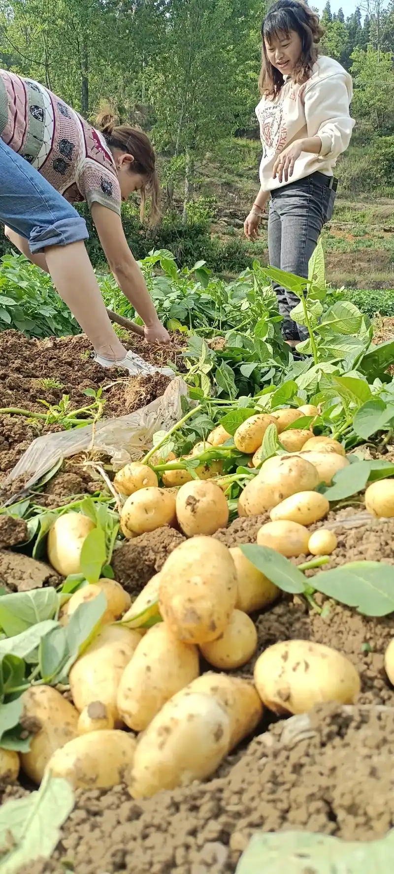 黔西市民禾农业种殖基地高产正宗本黄心高产马铃薯新