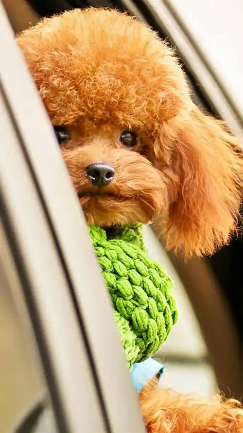 治愈系可爱泰迪,高清桌面,手机锁屏图片-壁纸族