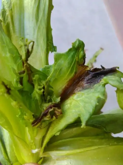 苦麦菜的病害实践中.