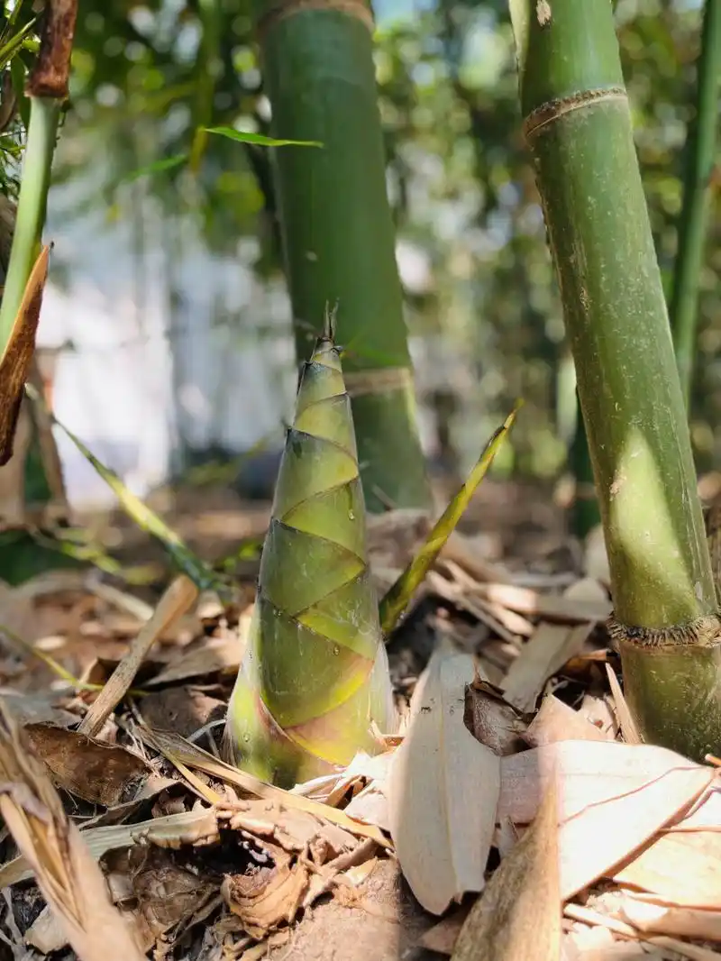同南方网记者云观广西走进桂林永福县深化优势资源促产业融合村民幸福