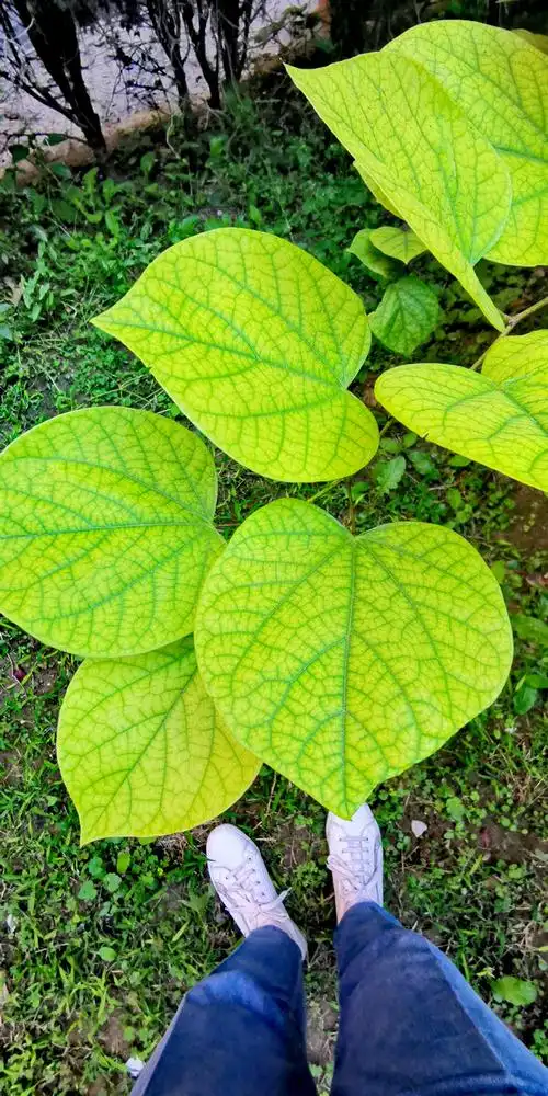 秋日紫荆叶的脉络