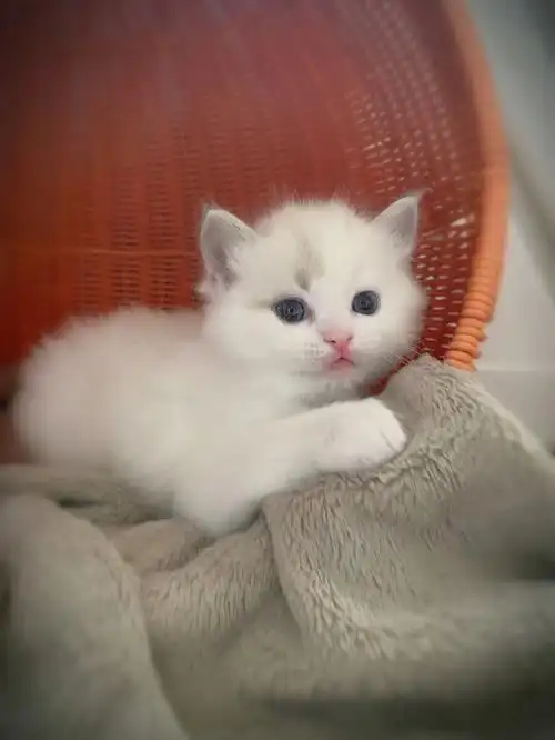 满月的布偶小奶猫