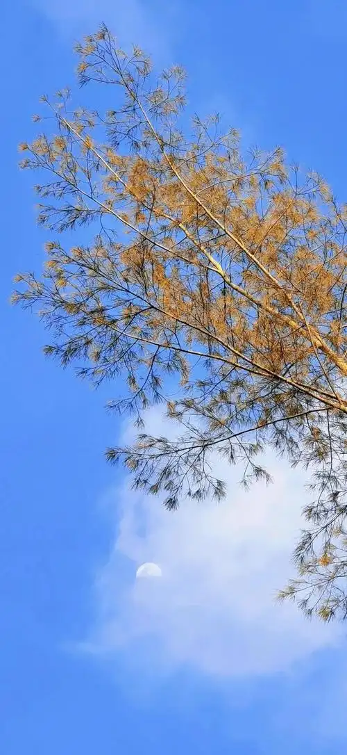 夏日小清新唯美治愈风景图,夏季清新唯美图片(夏日清新壁纸)