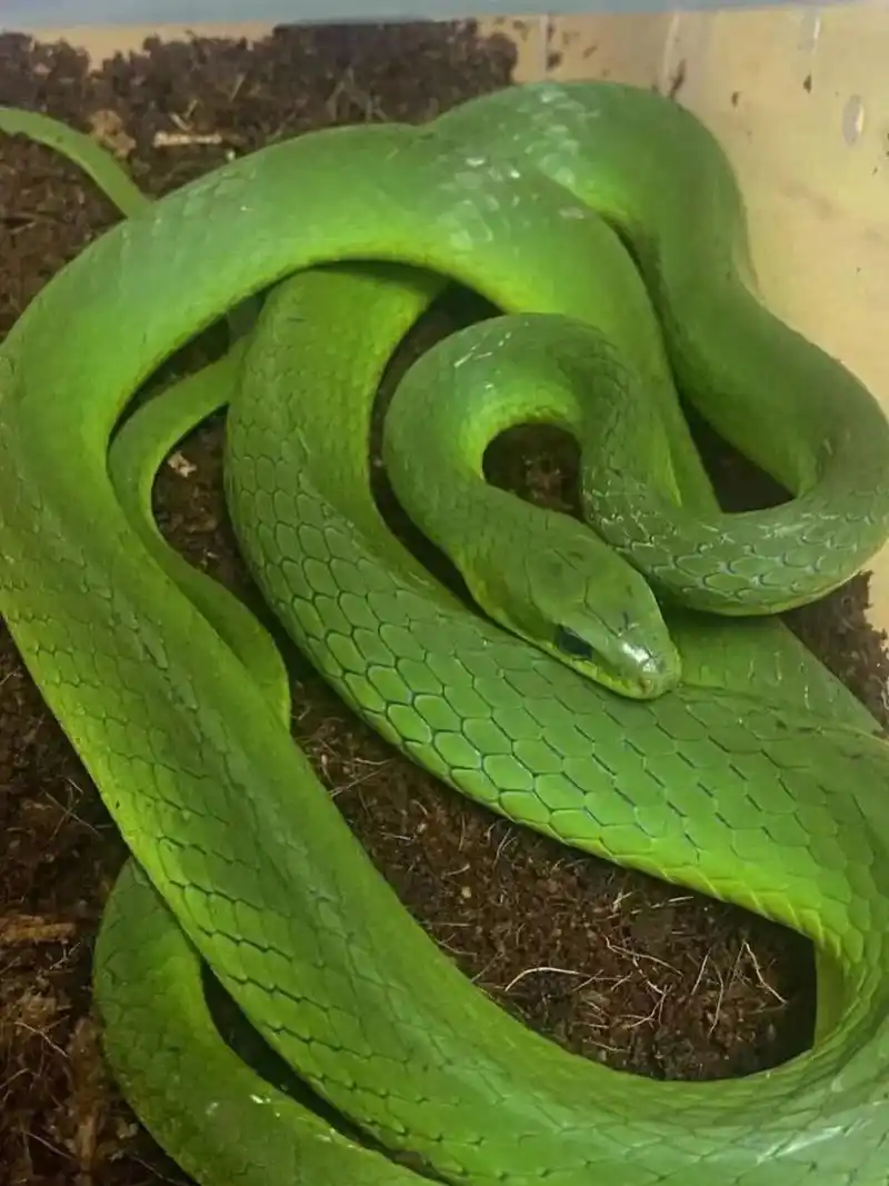 小青蛇  它的脾气是非常温顺的,很好上手的一只小青97