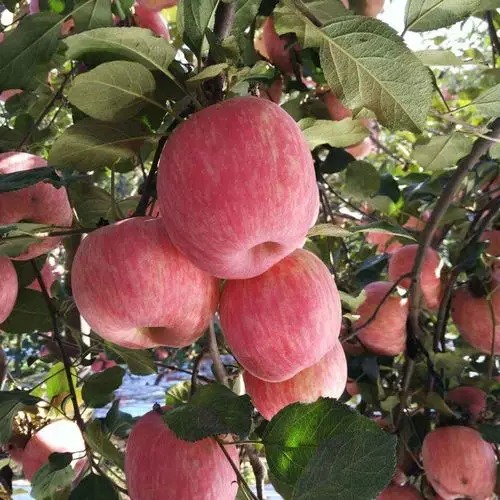 烟台红富士苹果