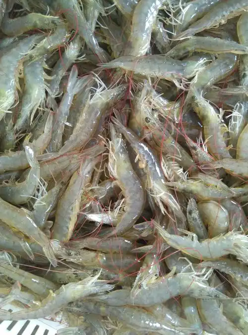 白虾南酒菜下酒油炸干煸水产冷冻活现美白鲜活活虾