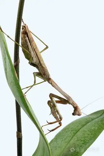 巨型螳螂螂