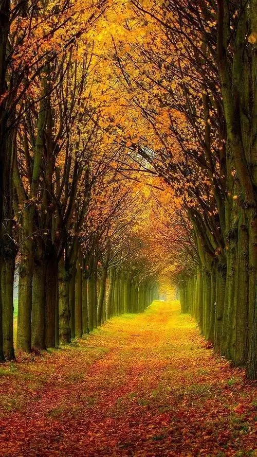 首页 自然与风景 森林和树木