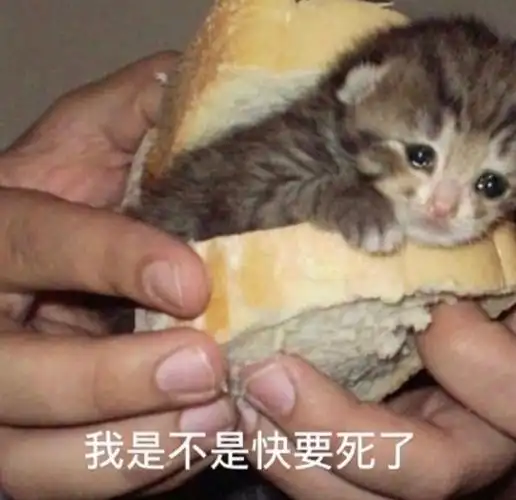 我是不是快要死了流泪猫咪头像67表情包头像猫咪表情