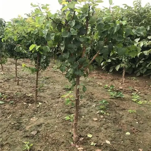 3公分杏树苗根系发达易成活3公分杏树苗苗圃正宗出售批发3公分杏树苗