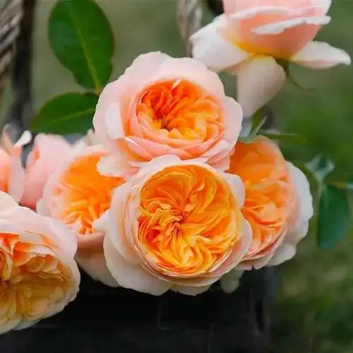 世界上最贵的玫瑰花 朱丽叶玫瑰,价值惊掉你的下巴(十大最贵的玫瑰花