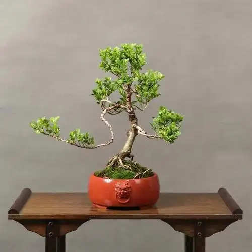 精品米兰老桩盆景桩老叶美