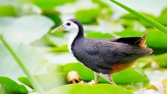 白胸苦恶鸟的叫声,有的地方叫白面水鸡-动物视频-搜狐视频