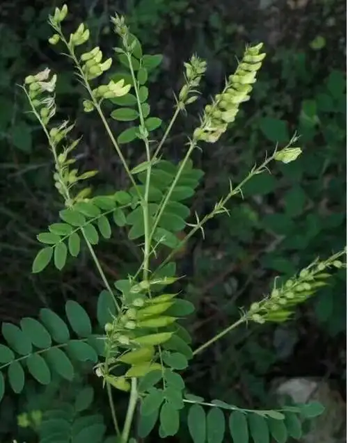 中药材介绍——黄芪