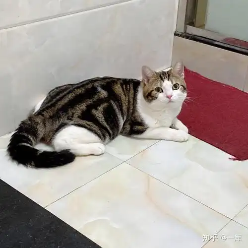 请问下这只美短棕虎斑加白如何