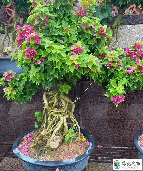 三角梅新叶卷曲新芽干枯怎么办