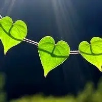 清新树叶简单头像