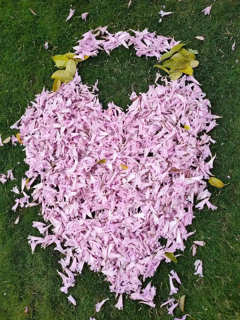 游客捡来花瓣做成爱心 - 抖音