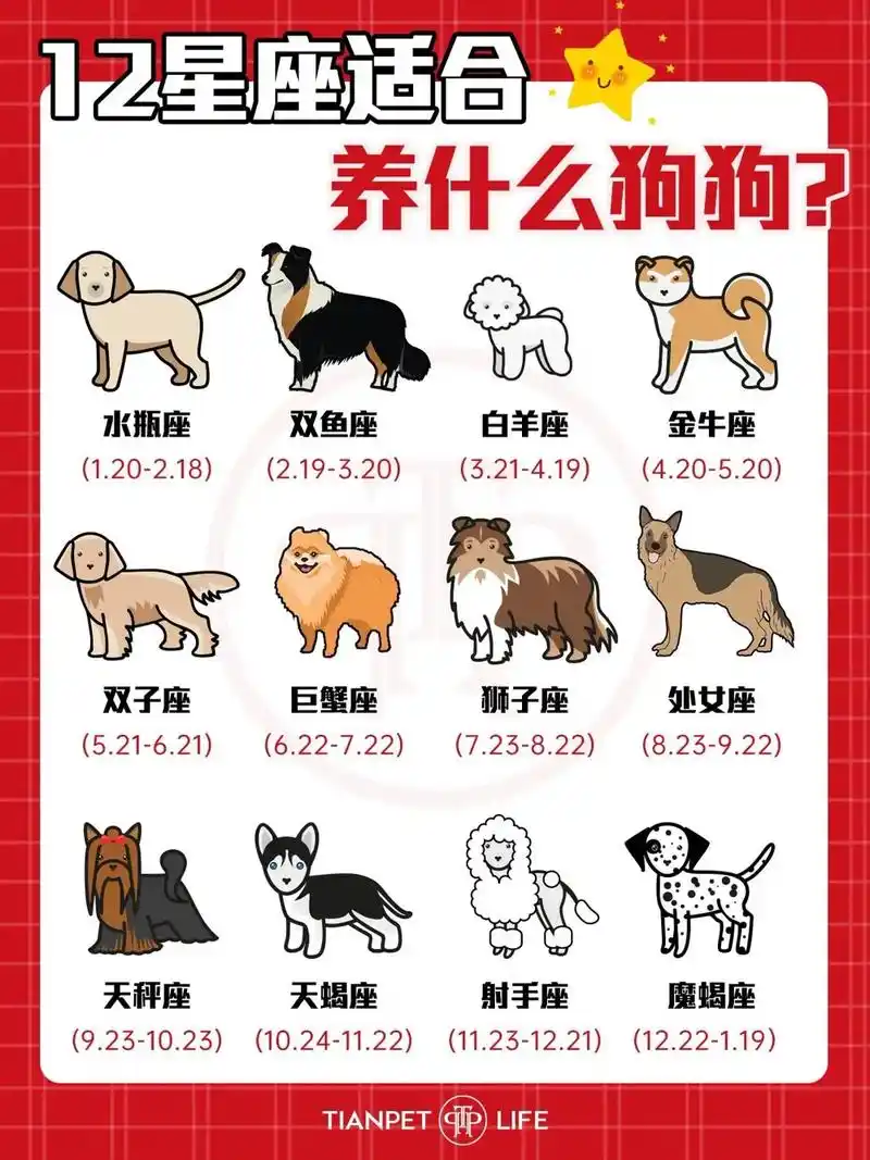 12星座的本命狗狗95来找你命中的汪星人.其实每个星座都有z - 抖音