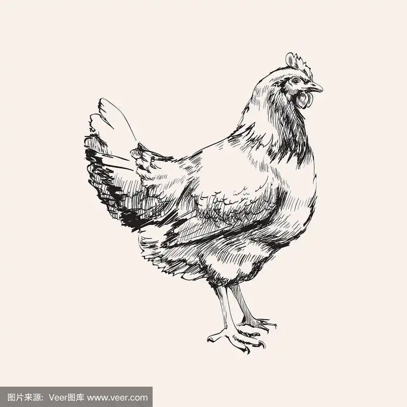 手绘小鸡素描母鸡