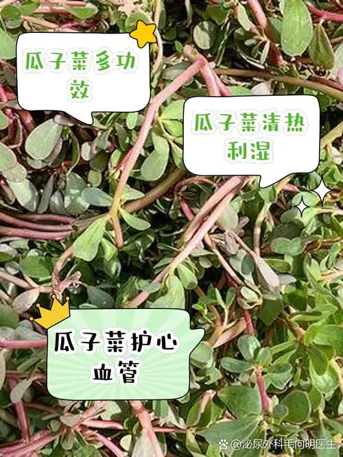 瓜子菜的功效和作用