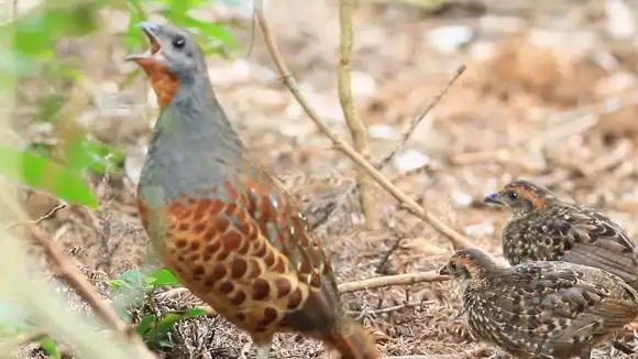 来看看山野竹鸡,聆听响亮的竹鸡叫声,真是太好听了-动物视频-搜狐视频