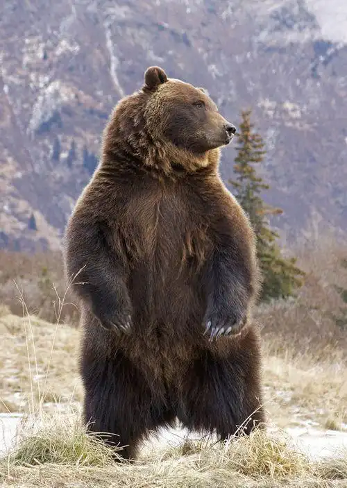 河北小伙徒步西藏雨天偶遇棕熊避雨心发凉遇到棕熊应该怎么办