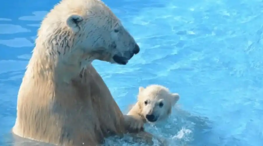 虎鲸vs北极熊!最强和最有名的对抗赛!谁会胜出?_海豹_陆地_猎物