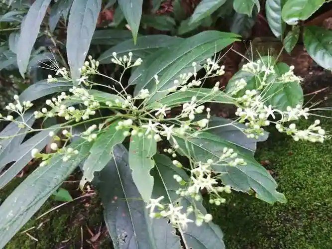 认识植物62一一大青