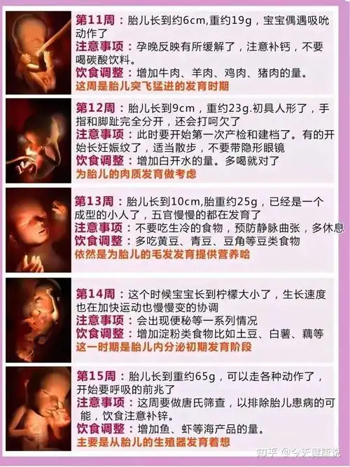 第一宝宝小编特别整理了怀孕1-40周完整详细的胎儿发育过程3d彩图哦