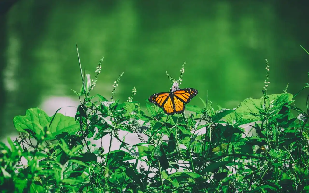 唯美小清新蝴蝶美丽景色图片桌面壁纸